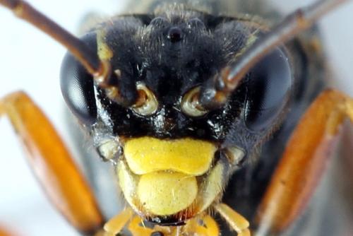 Réf. 262 318 : Tenthredopsis friesei