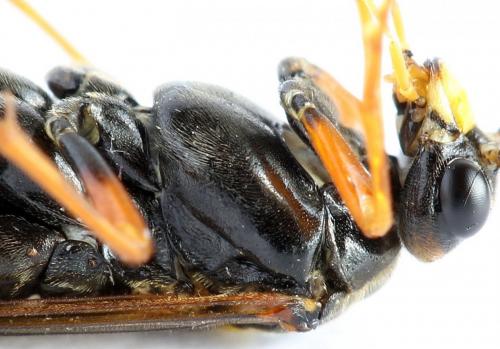 Tenthredopsis friesei