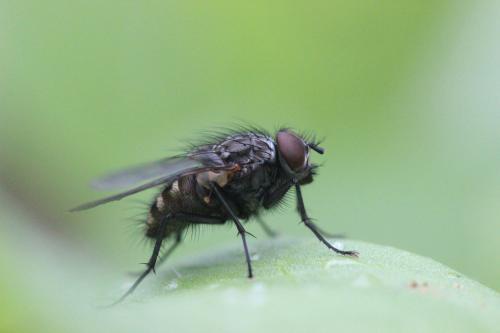 Helina sp.