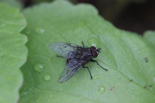 Helina sp.