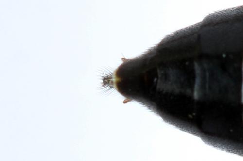 Réf. 262 326 : Tenthredopsis friesei