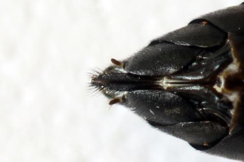 Réf. 262 327 : Tenthredopsis friesei