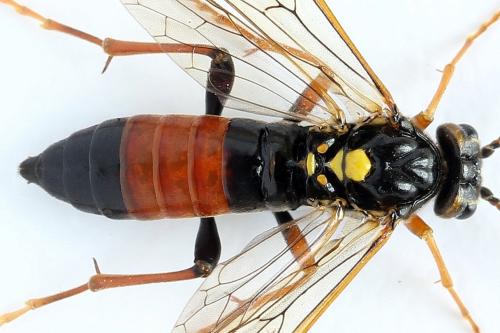 Réf. 262 328 : Tenthredopsis friesei