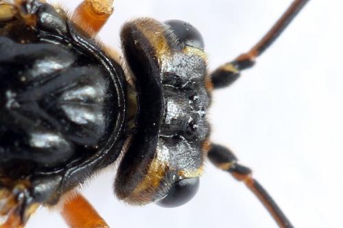 Réf. 262 329 : Tenthredopsis friesei