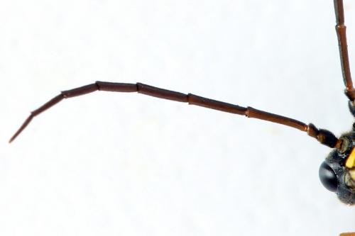 Réf. 262 331 : Tenthredopsis friesei
