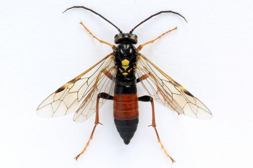 Réf. 262 333 : Tenthredopsis friesei