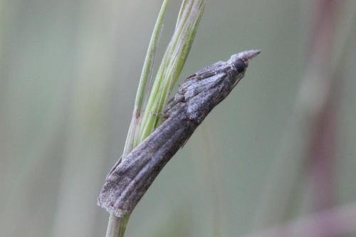 Réf. 262 289 : Phycitinae inconnu