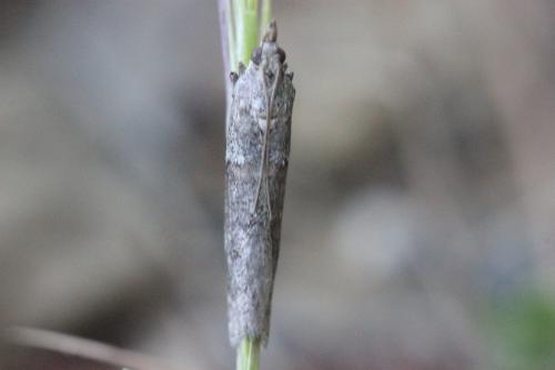 Réf. 262 290 : Phycitinae inconnu