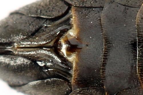 Réf. 262 335 : Tenthredopsis friesei