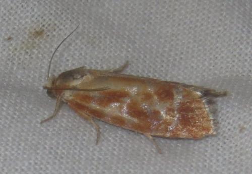 Rhyacionia buoliana