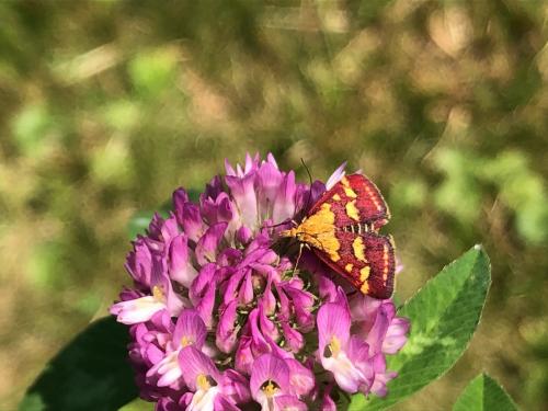 Réf. 262 281 : Pyrausta purpuralis