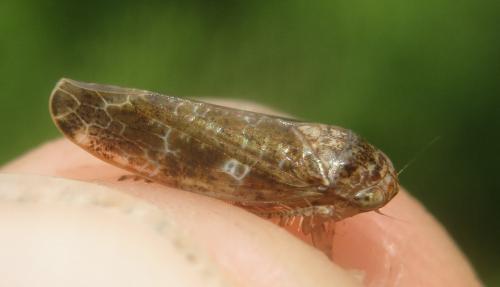 Réf. 262 187 : Allygus sp.