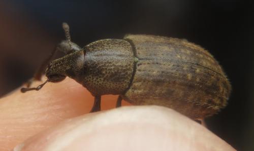 Barynotus sp.