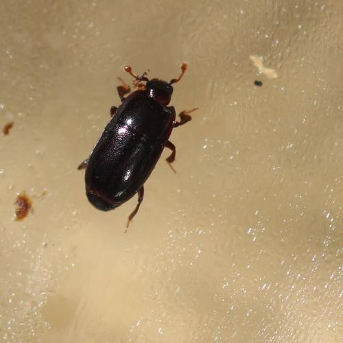Réf. 262 242 : Paromalus parallelepipedus