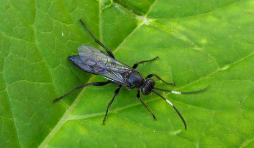 Réf. 262 087 : Ichneumoninae inconnu