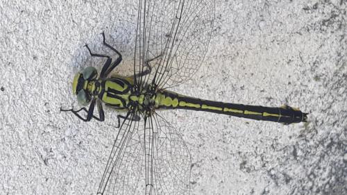 Réf. 262 944 : Gomphus vulgatissimus