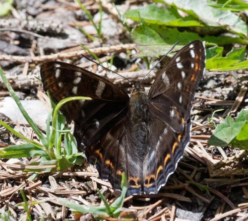 Réf. 262 250 : Limenitis populi
