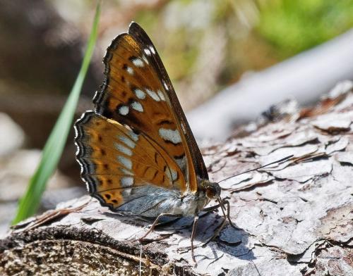 Réf. 262 251 : Limenitis populi