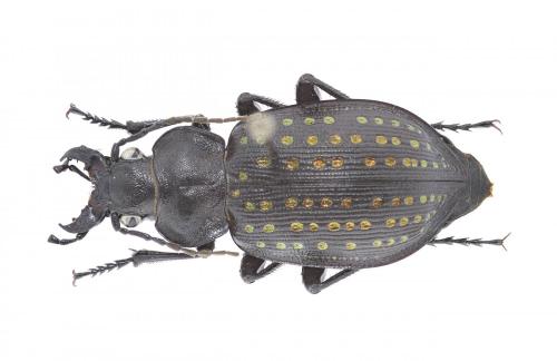 Réf. 262 879 : Calosoma calidum