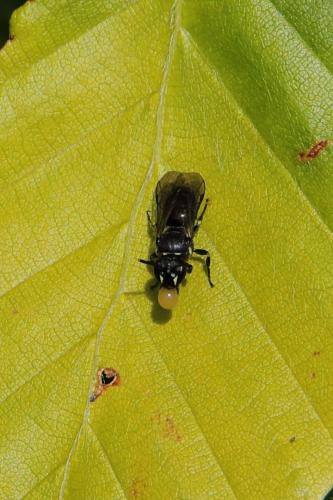 Hylaeus sp.