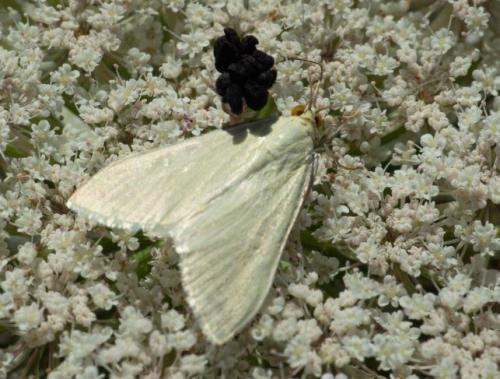 Réf. 262 558 : Sitochroa palealis