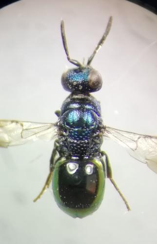 Réf. 262 639 : Omalus biaccinctus