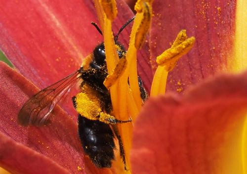 Réf. 262 105 : Andrena thoracica