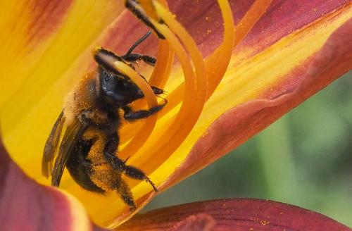 Réf. 262 106 : Andrena thoracica