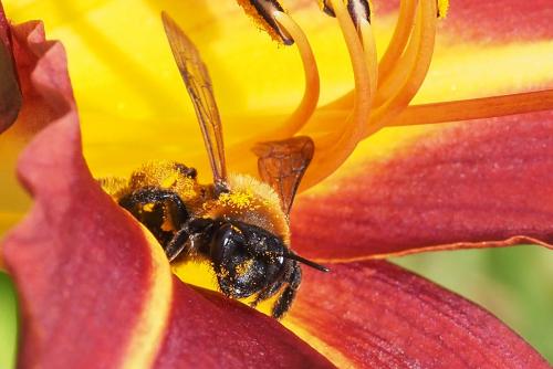 Réf. 262 108 : Andrena thoracica