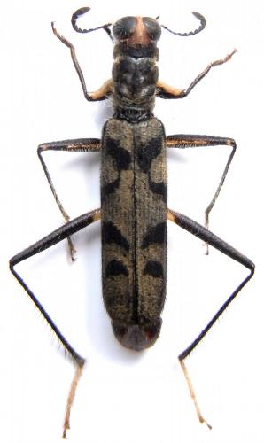Omadius chapaensis