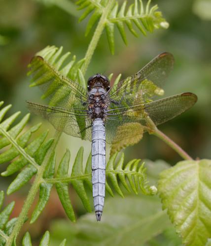 Réf. 262 422 : Orthetrum coerulescens