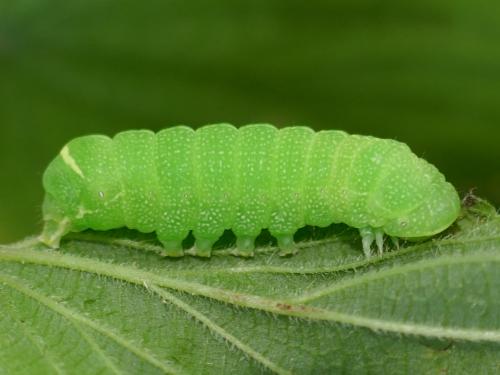 Orthosia cerasi