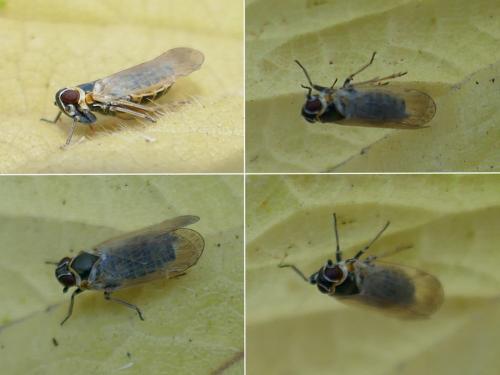Hyalesthes obsoletus