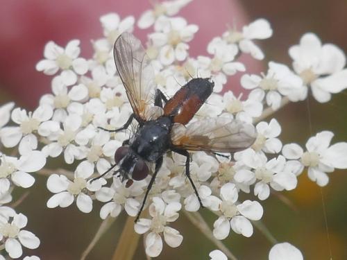 Réf. 262 867 : Clairvillia biguttata
