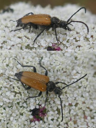 Stictoleptura fulva