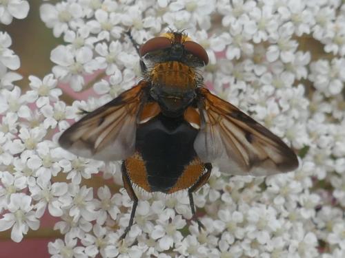 Ectophasia crassipennis