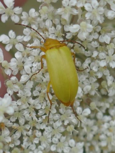 Réf. 262 293 : Cteniopus sulphureus