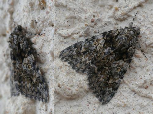 Catocala promissa