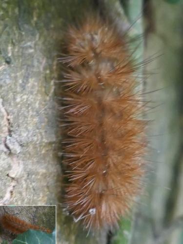 Diaphora mendica