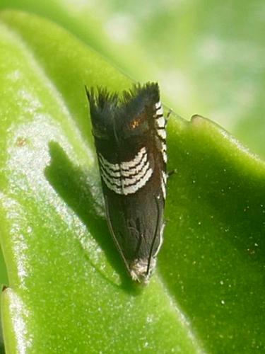 Réf. 262 537 : Grapholita compositella