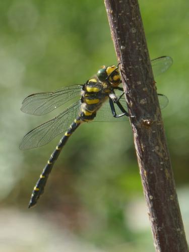 Cordulegaster boltonii