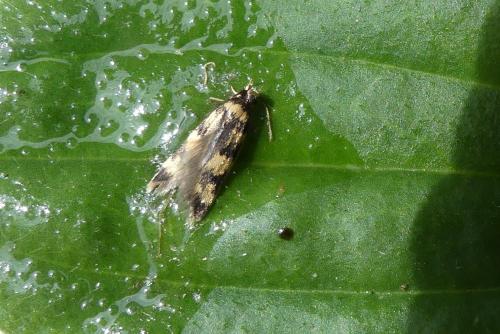 Oegoconia sp.