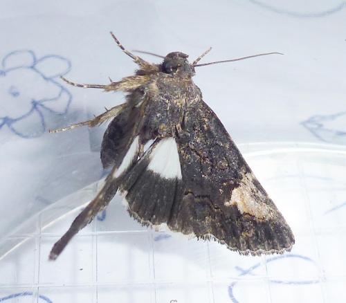 Aedia funesta