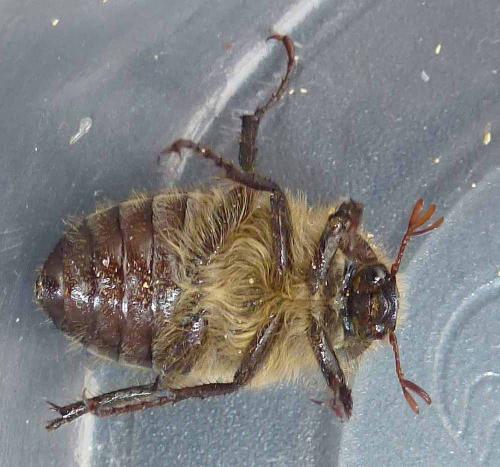 Réf. 262 101 : Amphimallon atrum