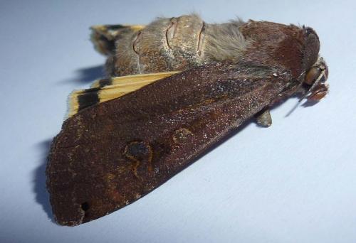 Noctua pronuba