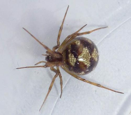 Réf. 262 539 : Steatoda triangulosa