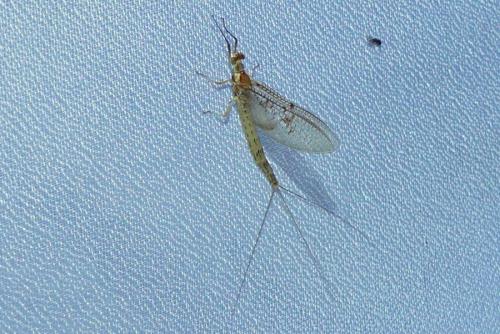 Ephemera glaucops
