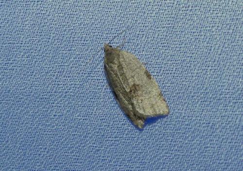 Lozotaenia forsterana