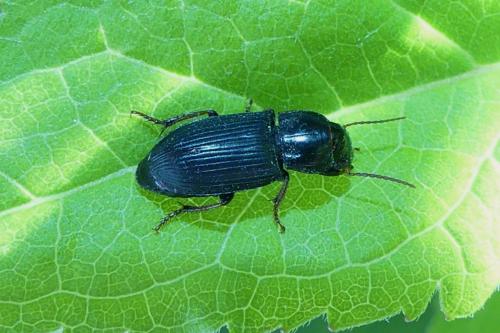 Acinopus picipes