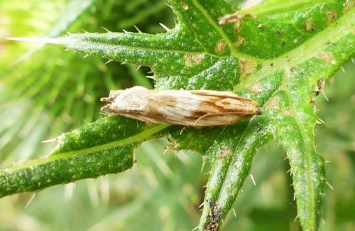 Réf. 262 531 : Eucosma sp.